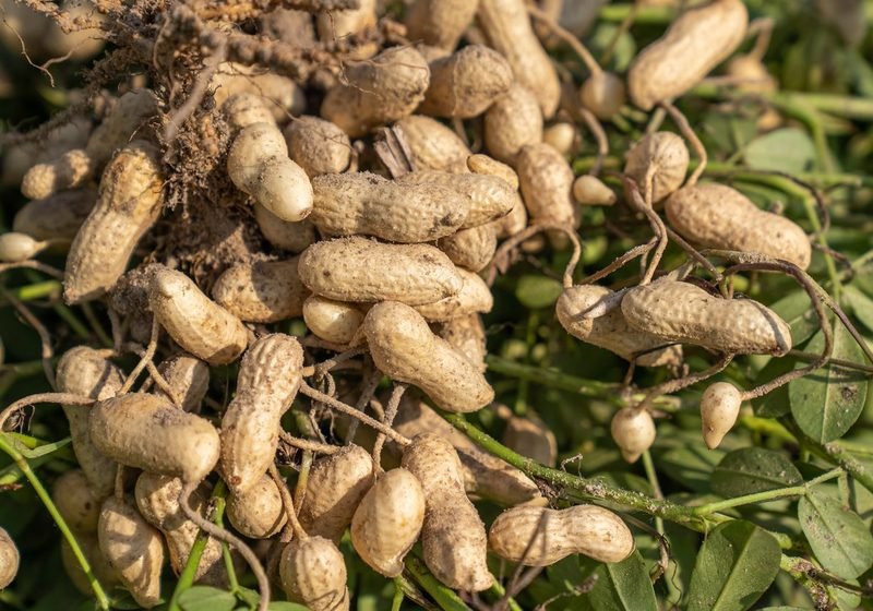 Freshly harvested groundnuts